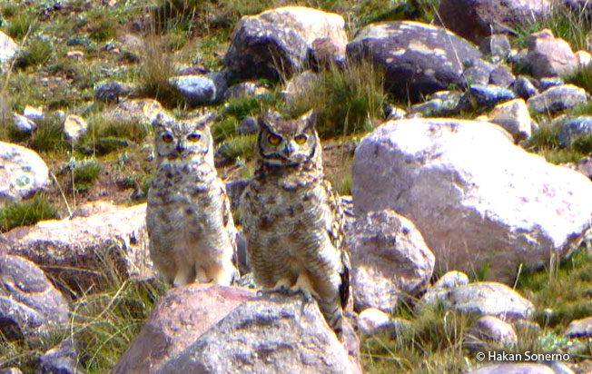 great-horned_owl