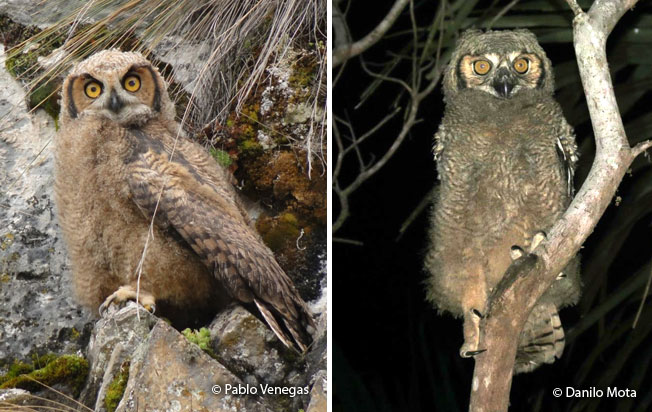 great-horned_owl