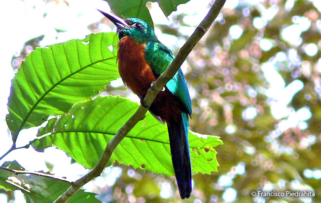 greater_jacamar