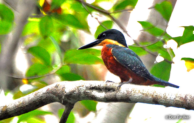 green-and-rufous_kingfisher