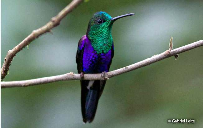 green-crowned_woodnymph