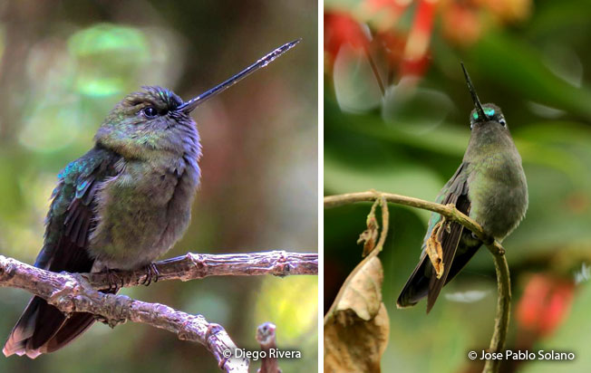 green-fronted_lancebill