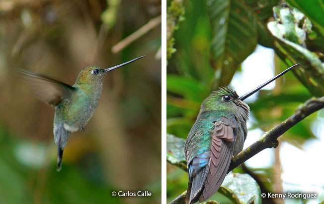 green-fronted_lancebill