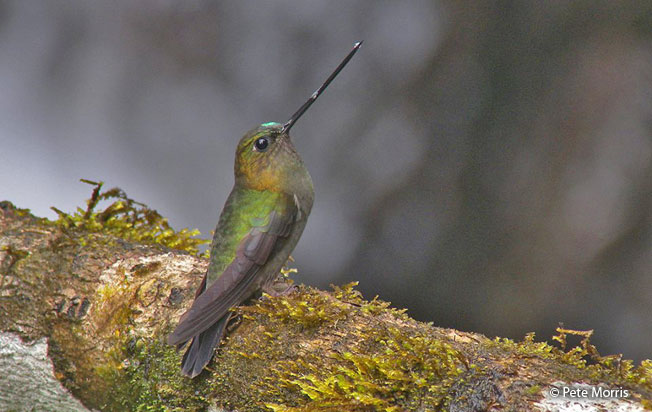 green-fronted_lancebill