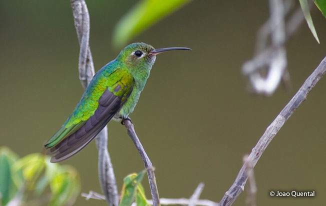 green-tailed_goldenthroat