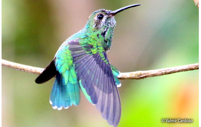 green-tailed_goldenthroat