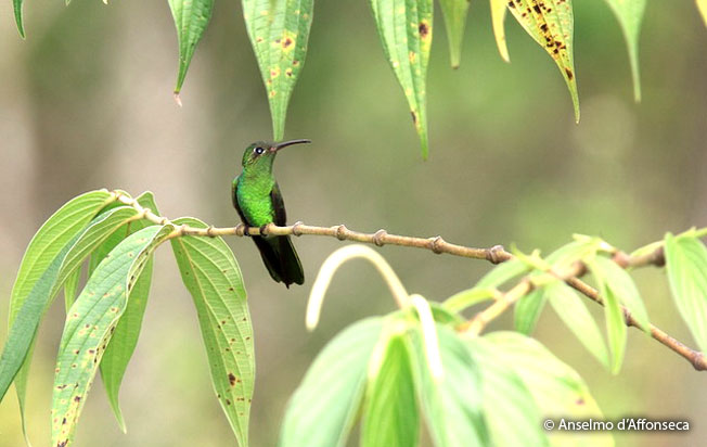 green-tailed_goldenthroat