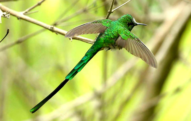 green-tailed_trainbearer
