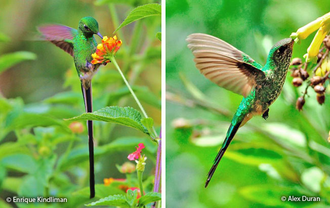 green-tailed_trainbearer