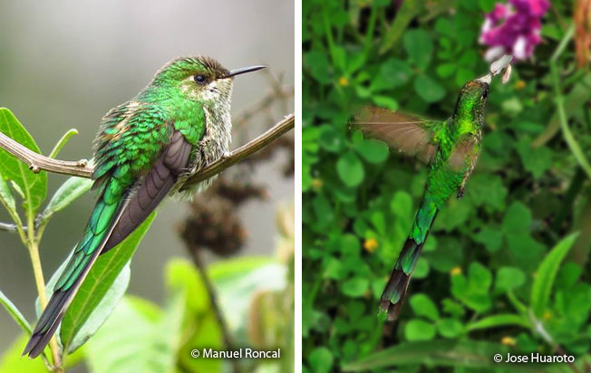 green-tailed_trainbearer
