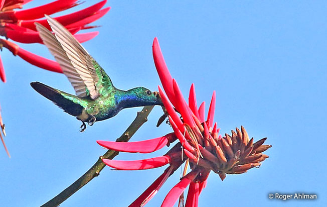 green-throated_mango