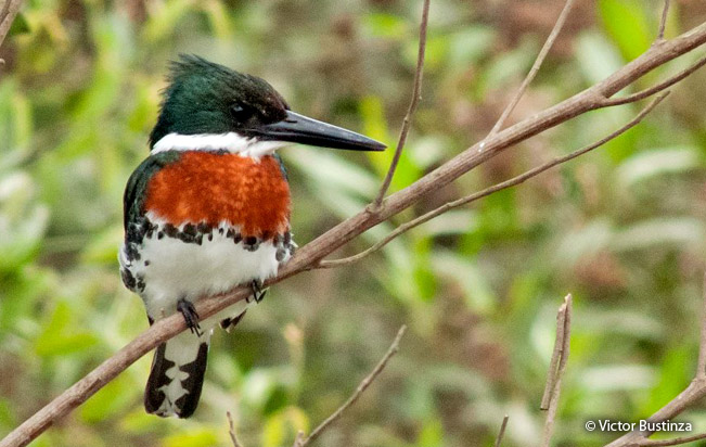 green_kingfisher