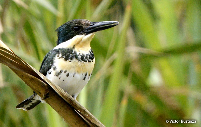 green_kingfisher