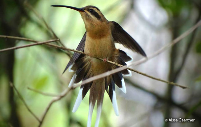 hermit-planalto