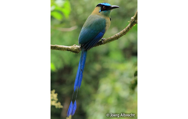 highlands-motmot