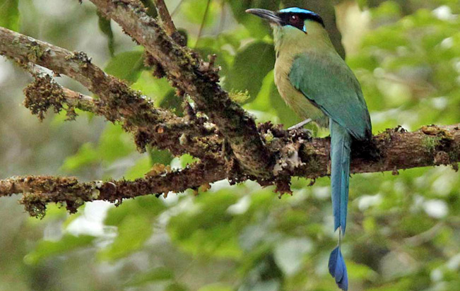 highlands-motmot