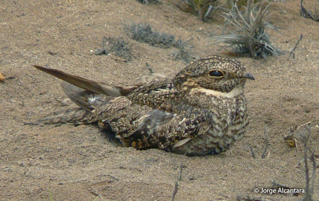 lesser-nighthawk