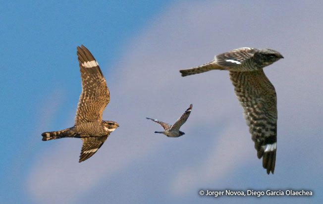 lesser-nighthawk