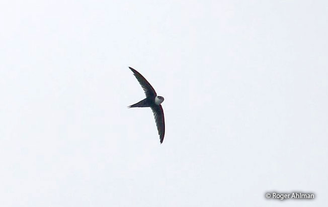 lesser_swallow-tailed_swift