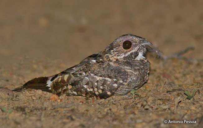 little-nightjar