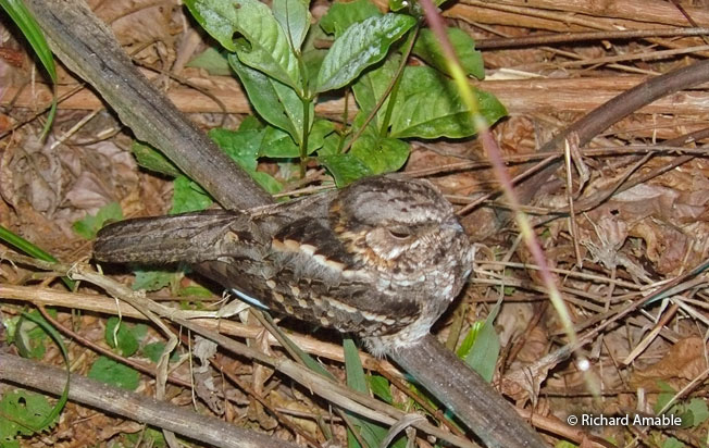 little-nightjar