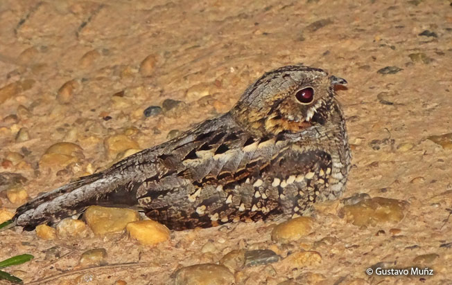 little-nightjar