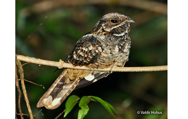 little-nightjar
