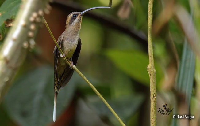 long-billed_hermit