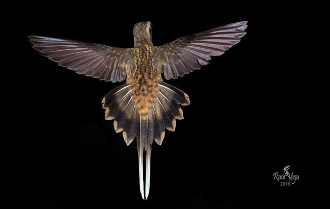 long-billed_hermit