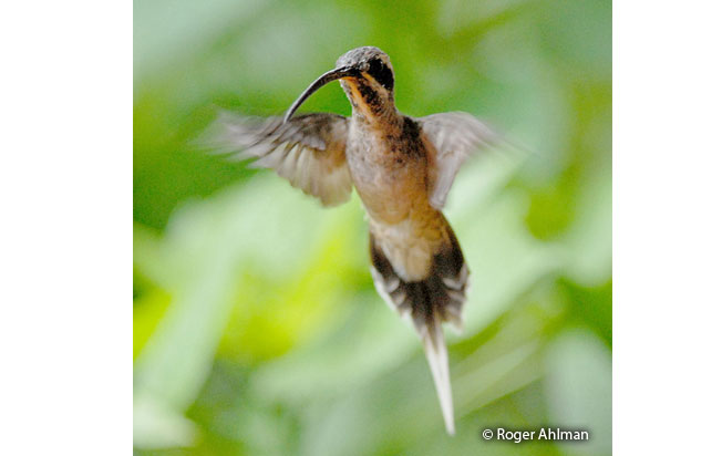 long-billed_hermit