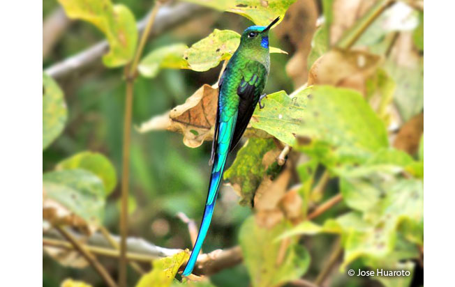 long-tailed-sylph