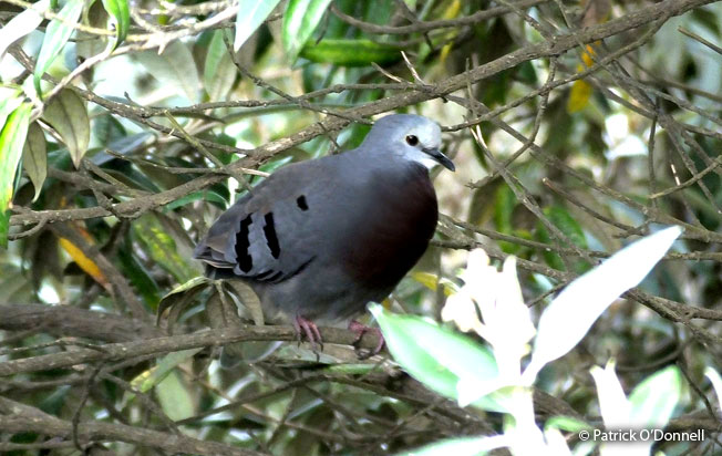maroon-chested-ground-dove