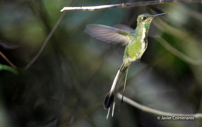 marvelous-spatuletail
