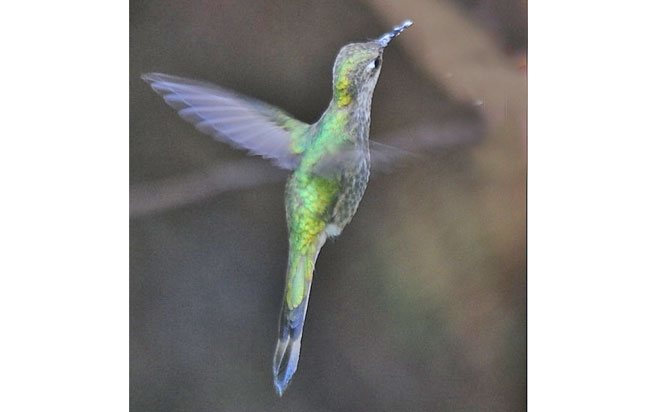 marvelous-spatuletail