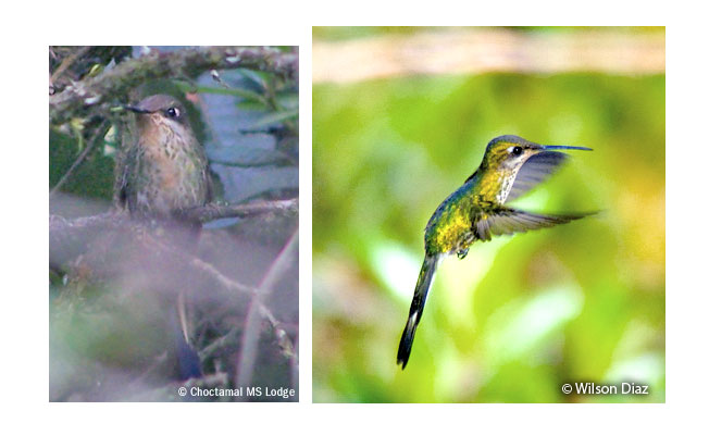 marvelous-spatuletail