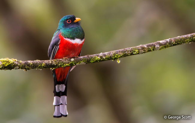masked_trogon