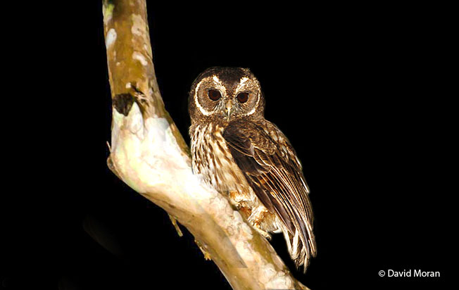 mottled-owl