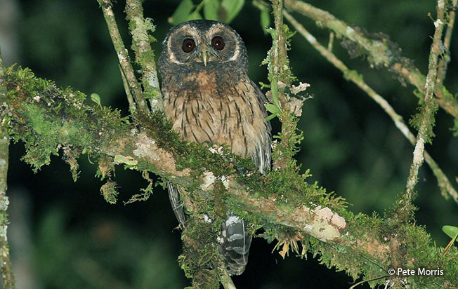 mottled-owl