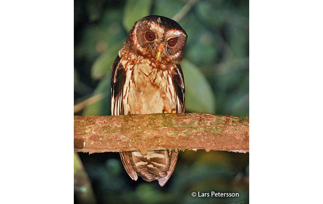mottled-owl