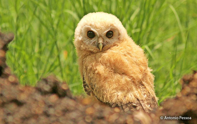 mottled-owl