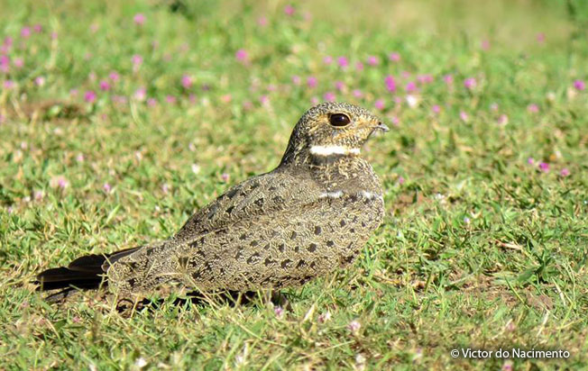 nacunda-nighthawk