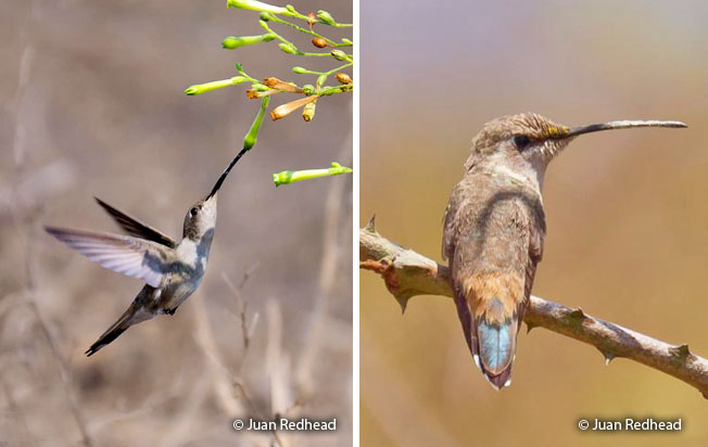 oasis_hummingbird