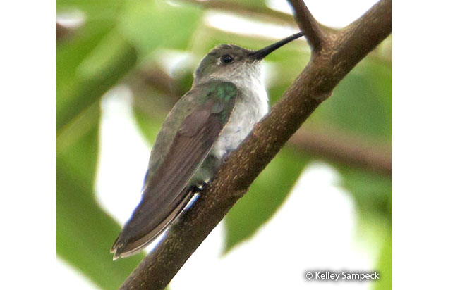 olive-spotted_hummingbird