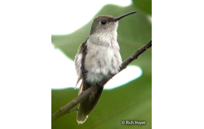 olive-spotted_hummingbird