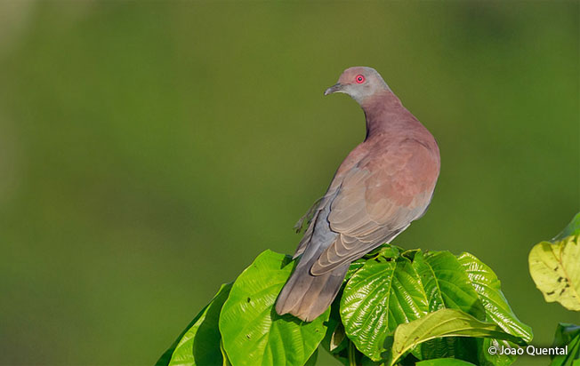 pale-vented_pigeon