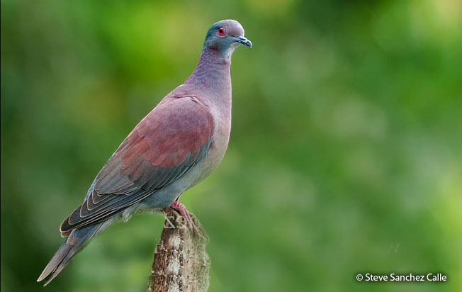 pale-vented_pigeon