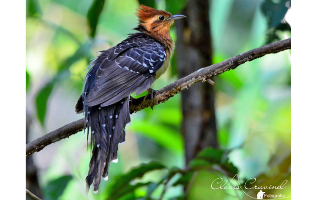 pavonine_cuckoo