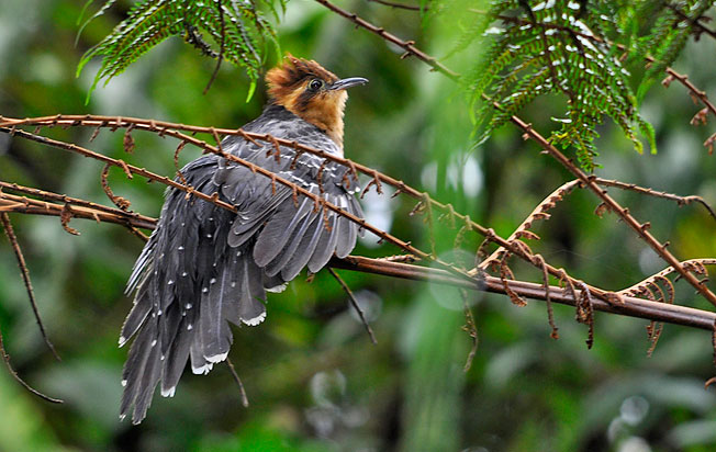 pavonine_cuckoo