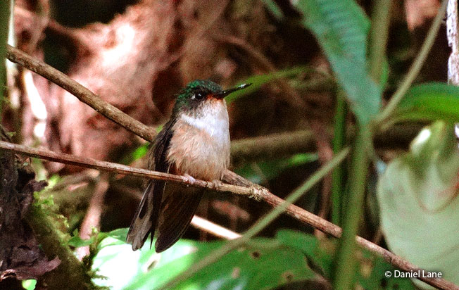 peruvian_piedtail
