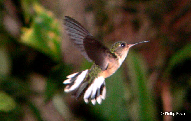 peruvian_piedtail